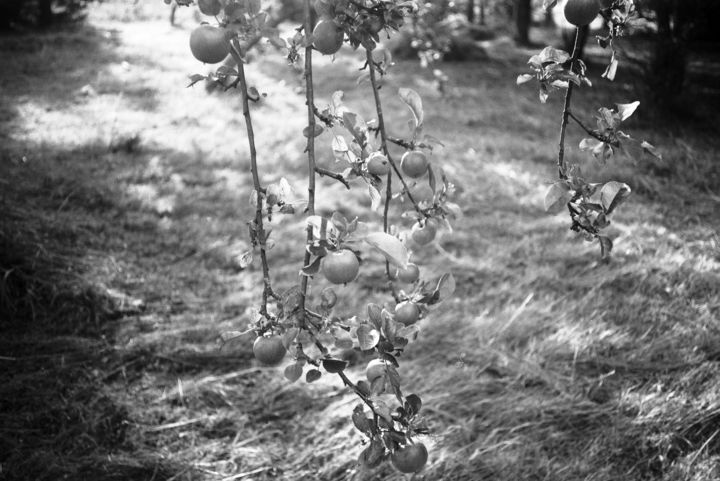 Photography titled "Apples" by Michal Vojkuvka, Original Artwork, Analog photography