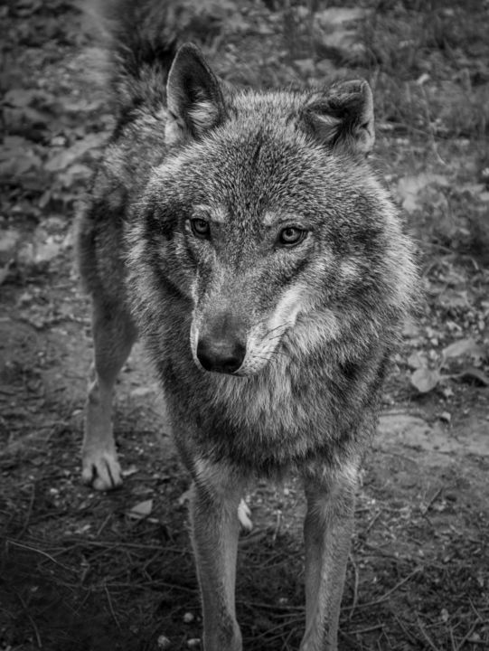 Fotografia zatytułowany „Wolf” autorstwa Michał Gromada, Oryginalna praca, Fotografia cyfrowa