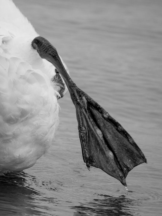 Photography titled "swan's foot" by Michał Gromada, Original Artwork, Digital Photography