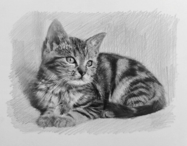 Desenho intitulada "Kitten Drawing" por Michał Stetkiewicz, Obras de arte originais, Lápis