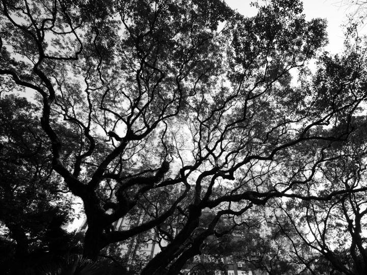 Fotografia zatytułowany „The Tree” autorstwa Michał Ziarno, Oryginalna praca,