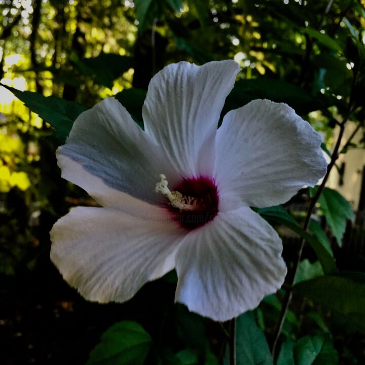 Photography titled "Rose Of Sharon.jpg" by Micheal Driscoll, Original Artwork