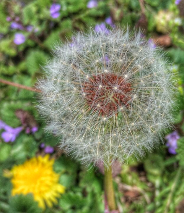 Photography titled "puffball.jpeg" by Micheal Driscoll, Original Artwork