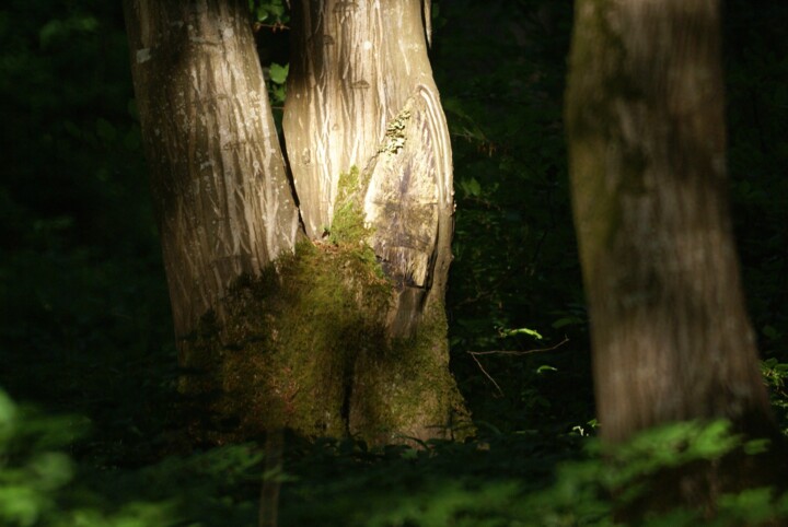 Photographie intitulée "Forêt d'Ermenonvill…" par Michel Audebert, Œuvre d'art originale, Photographie numérique