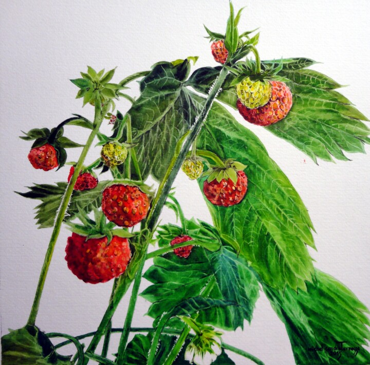 Malerei mit dem Titel "FRAISES  DES  BOIS" von Michel Cendra-Terrassa, Original-Kunstwerk, Aquarell