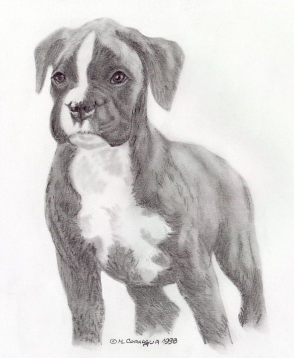 163 Bebe Boxer Dibujo Por Le Dessineux Artmajeur 163 Bebe Boxer Dibujo Por Le Dessineux Artmajeur