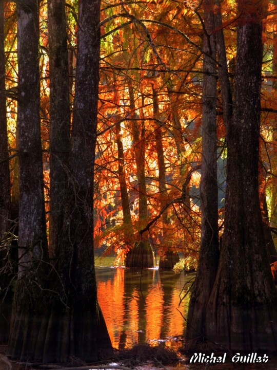 Photographie intitulée "Etang de Boulieu en…" par Michel Guillet, Œuvre d'art originale