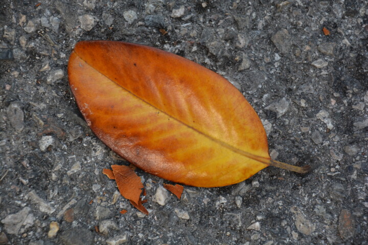 Photography titled "Feuille d'automne" by Michel Jegerlehner, Original Artwork, Non Manipulated Photography