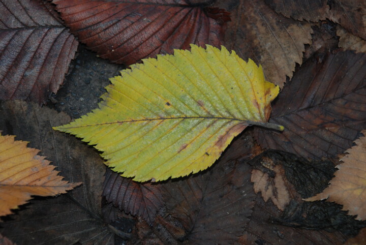 Fotografía titulada "Feuilles mortes" por Michel Jegerlehner, Obra de arte original, Fotografía no manipulada