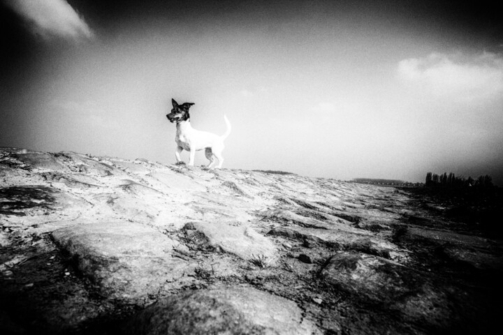 Photographie intitulée "A dog" par Michel Spingler, Œuvre d'art originale, Photographie numérique