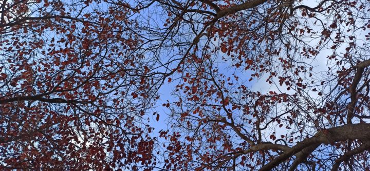 Fotografie mit dem Titel "Autumn leaf" von Michela Galluzzo, Original-Kunstwerk, Digitale Fotografie