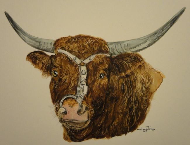 TAUREAU SALERS - Painting, 30x40 cm ©2011 by Michel Cendra-Terrassa -
Tête de taureau Salers
