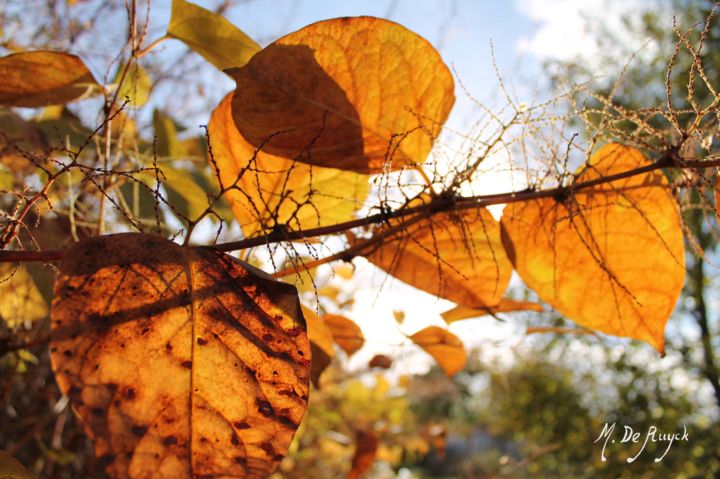 Photographie intitulée "transparence automn…" par Michel De Ruyck, Œuvre d'art originale, Photographie numérique