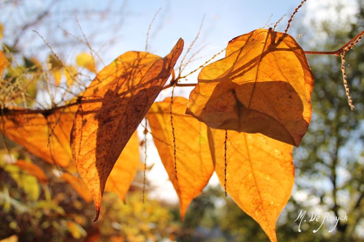 Photography titled "transparence automn…" by Michel De Ruyck, Original Artwork, Digital Photography