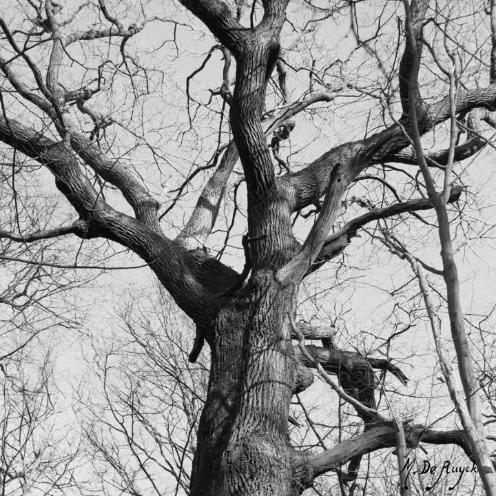 Fotografie getiteld "Branchage de chêne" door Michel De Ruyck, Origineel Kunstwerk, Digitale fotografie