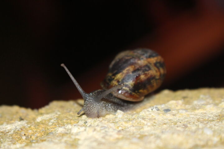 Fotografía titulada "L'escargot" por Michèle Baylet-Brunet, Obra de arte original, Fotografía digital