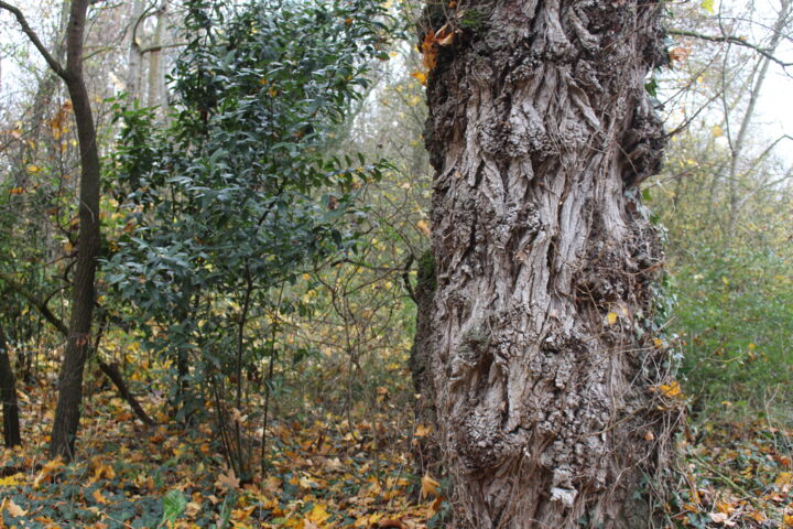 Photographie intitulée "Vieux chêne" par Michèle Baylet-Brunet, Œuvre d'art originale, Photographie numérique