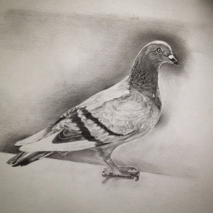 Zeichnungen mit dem Titel "Pigeon biset" von Michèle Rais, Original-Kunstwerk, Graphit