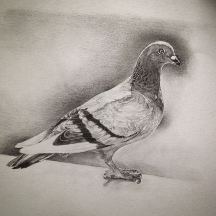 "Pigeon biset" başlıklı Resim Michèle Rais tarafından, Orijinal sanat, Grafit