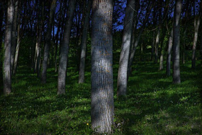 Photographie intitulée "alberi" par Michele De Vita, Œuvre d'art originale