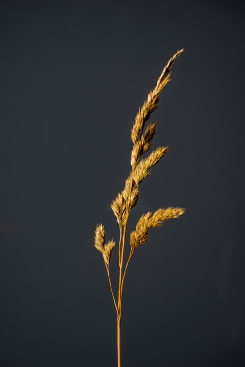 Fotografia zatytułowany „Wild Seed Flower (g…” autorstwa Michel Meppelink, Oryginalna praca, Fotografia cyfrowa