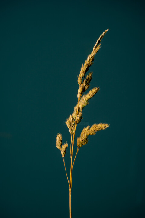 Fotografie getiteld "Wild Seed Flower (g…" door Michel Meppelink, Origineel Kunstwerk, Digitale fotografie