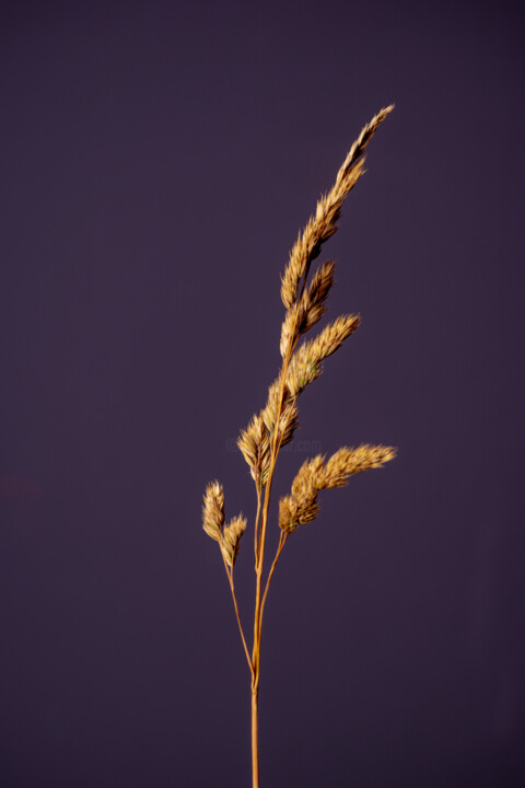 Photographie intitulée "Wild Seed Flower (p…" par Michel Meppelink, Œuvre d'art originale, Photographie numérique