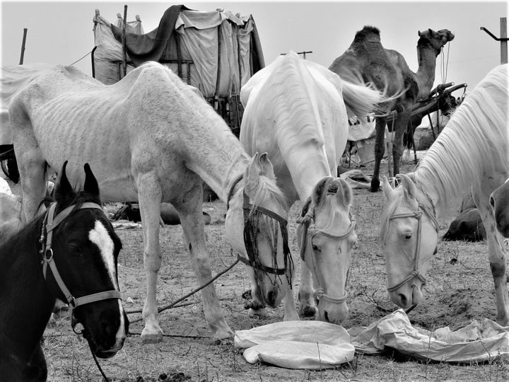 Fotografia zatytułowany „Indian Horses” autorstwa Elke Zaksek Art, Oryginalna praca, Fotografia cyfrowa