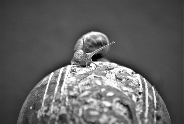 Photography titled "Snail" by Elke Zaksek Art, Original Artwork, Digital Photography