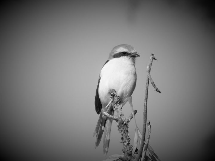 Fotografie mit dem Titel "Birdy" von Elke Zaksek Art, Original-Kunstwerk, Digitale Fotografie