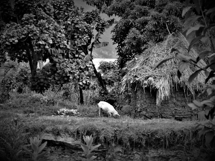 Fotografia zatytułowany „Happy Pig” autorstwa Elke Zaksek Art, Oryginalna praca, Fotografia cyfrowa