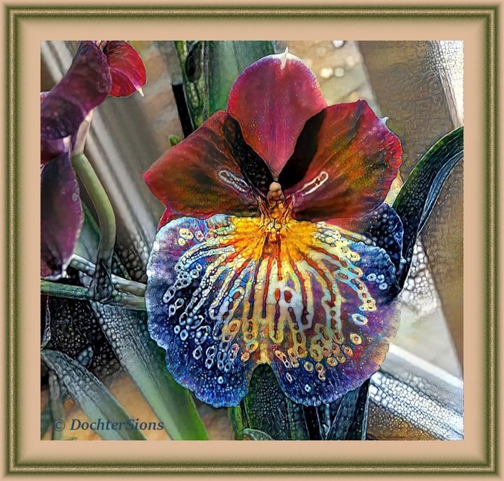 Photography titled "Miltonia Orchid" by Mies De Graaf, Original Artwork, Digital Photography