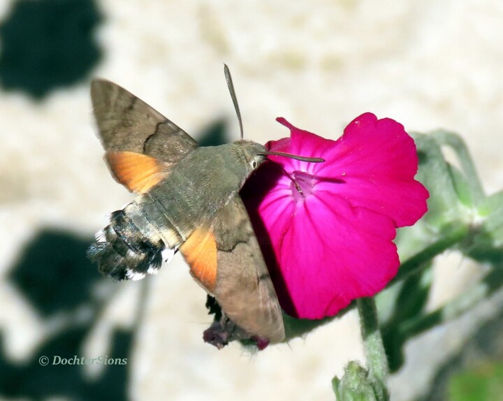 Fotografia intitolato "Kolibrie vlinder op…" da Mies De Graaf, Opera d'arte originale, Fotografia non manipolata