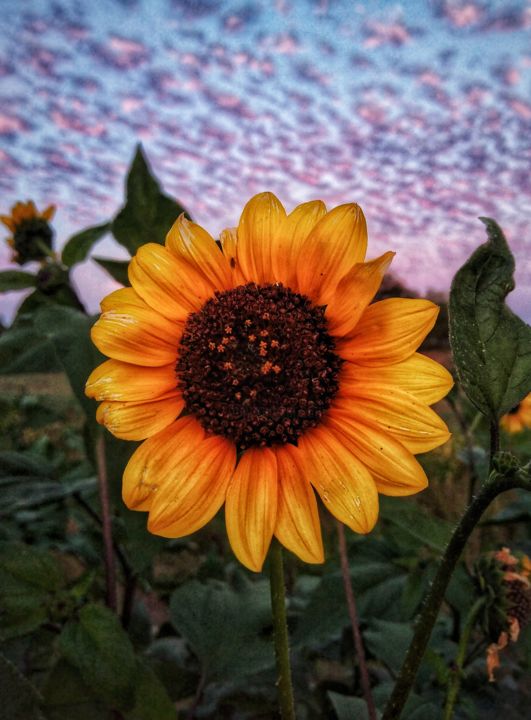 Photography titled "Girasol" by Miguel Angulo, Original Artwork, Digital Photography