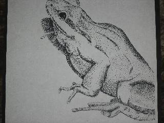 Рисунок под названием "Frog" - Mikel Nation, Подлинное произведение искусства