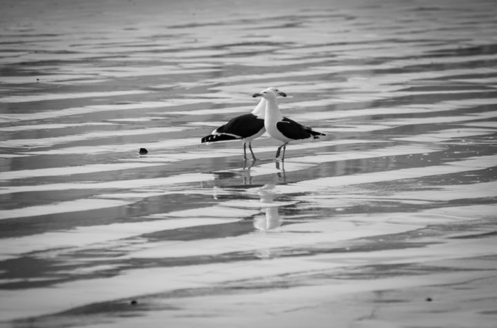 Photographie intitulée "''Love Birds''" par Mik Motala, Œuvre d'art originale