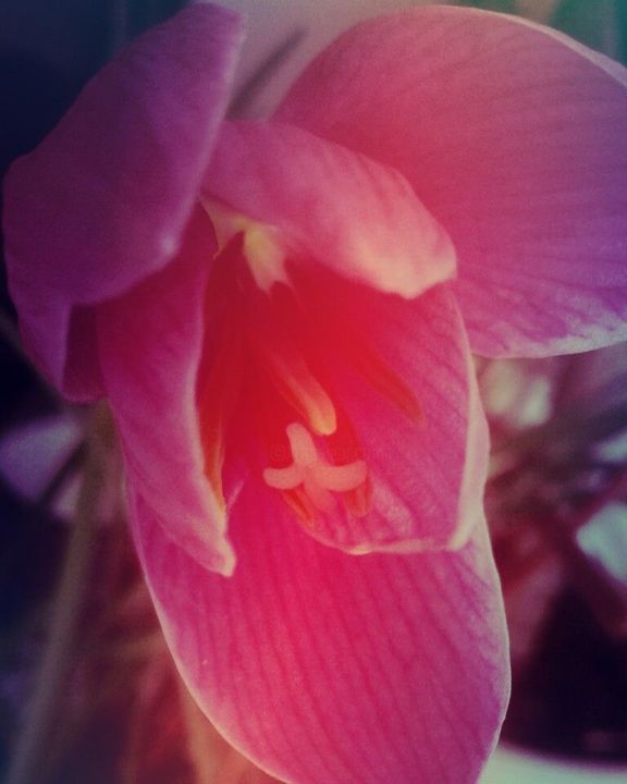 Photography titled "20687087-3256123145…" by Mila, Original Art,