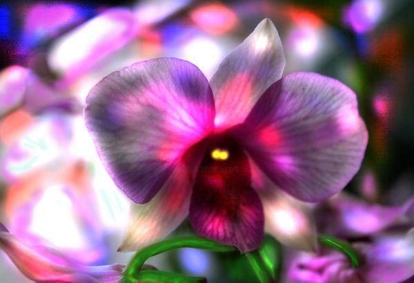 Fotografie getiteld "Gossamer Orchids fr…" door Miguel, Origineel Kunstwerk