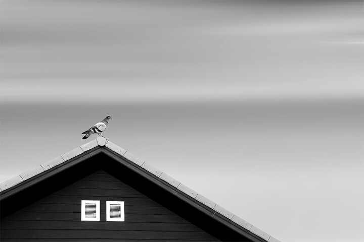 摄影 标题为“Lonely Pigeon Limit…” 由Milan Karagic, 原创艺术品, 数码摄影