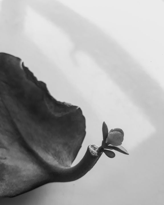 Фотография под названием "Real photo of leaf" - Muhammed Milani, Подлинное произведение искусства