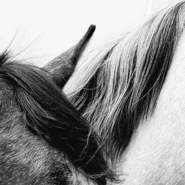 Фотография под названием "Horse" - Muhammed Milani, Подлинное произведение искусства, Цифровая фотография