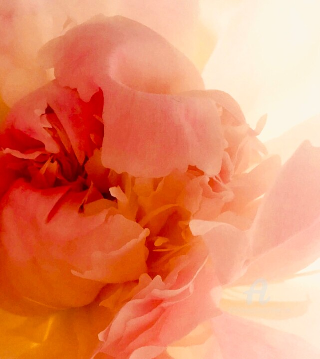 Photography titled "BLOOMING PEONY" by Miler Art, Original Artwork, Digital Photography