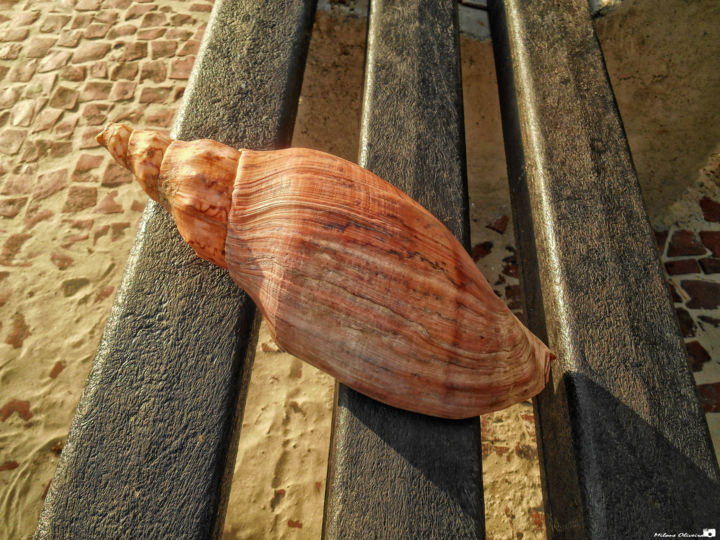 Fotografia intitulada "Gastropoda 001" por Milone Oliveira, Obras de arte originais