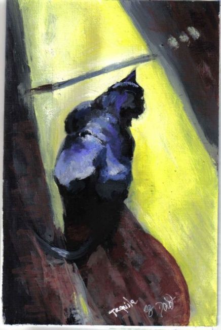 Peinture intitulée "chat noir dans la l…" par Yanick Douet, Œuvre d'art originale
