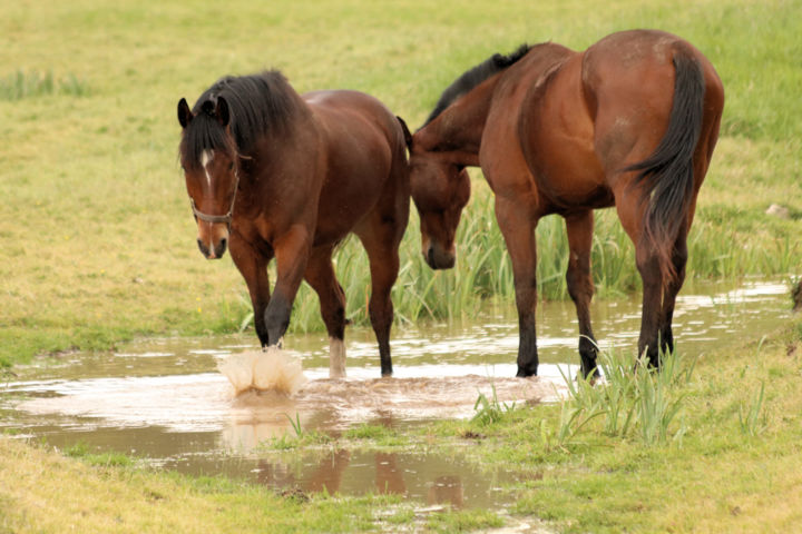 「Equidés」というタイトルの写真撮影 Pymによって, オリジナルのアートワーク