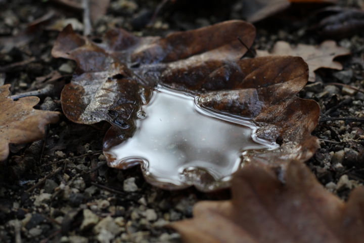 Photographie intitulée "Miroir automnal" par Pym, Œuvre d'art originale