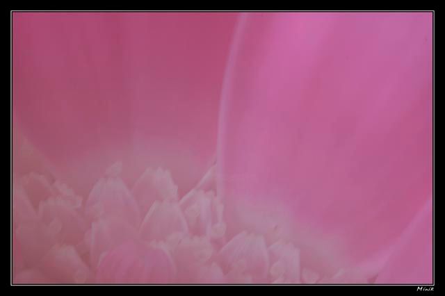 Photography titled "fleur rose" by Minik, Original Artwork