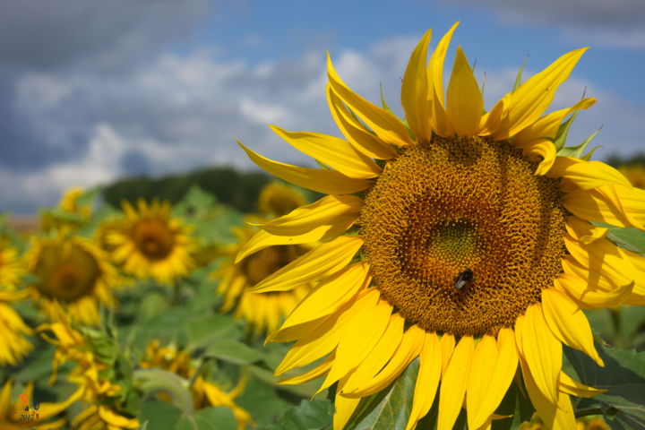 Photographie intitulée "Tournesol" par Miodrag Aubertin, Œuvre d'art originale