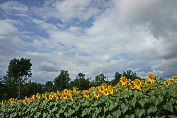 Photography titled "Tounesol_02" by Miodrag Aubertin, Original Artwork