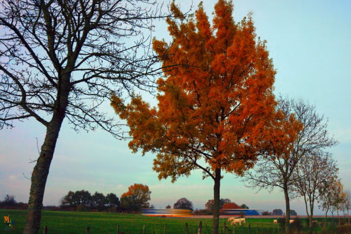 Photographie intitulée "couleurs d'automne…" par Miodrag Aubertin, Œuvre d'art originale